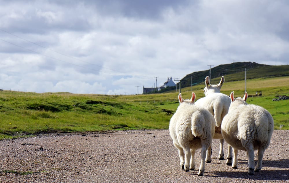 Roadtrip Schottland – Unsere Rundreise mit dem VW-Bus