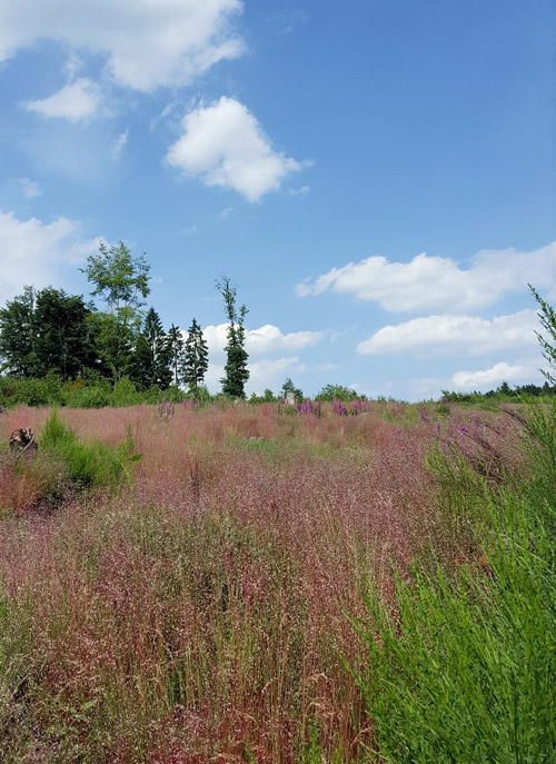 Streifzug Bergisches Land Wacholderweg