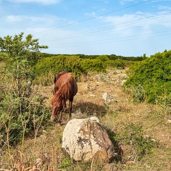 Sardiniens Wildpferde in der Giara di Gesturi