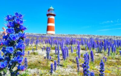 Gotland entdecken – Tipps für deinen Urlaub: Ausflüge, Sehenswürdigkeiten und Cafés